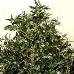 Keinotekoinen kasvi Oliivipuu 170cm