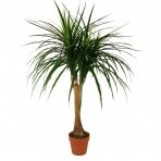 Искусственное растение Драцена 120cm