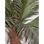 Kunstpflanze Palme 180cm