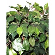 Dirbtinis augalas Fikusas PRAETEXTUS 150cm