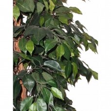 Mākslīgais augs Ficus UMBRA 180cm