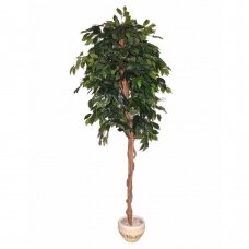 Mākslīgais augs Ficus UMBRA 180cm