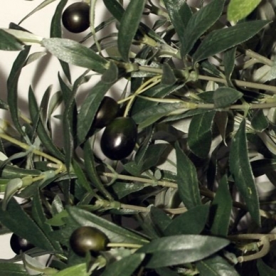 Sztuczna roślina Drzewo oliwne 170cm 2