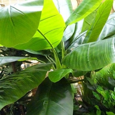 Dirbtinis augalas Bananas 240cm 1
