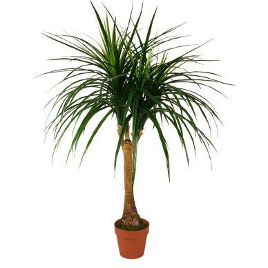 Tekokasvi Dracena 120cm Tekokasvi Dracena 120cm