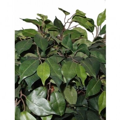 Artificial plant Ficus PRAETEXTUS 150cm 2