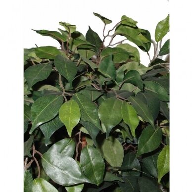 Sztuczna roślina Ficus PRAETEXTUS 150cm 2