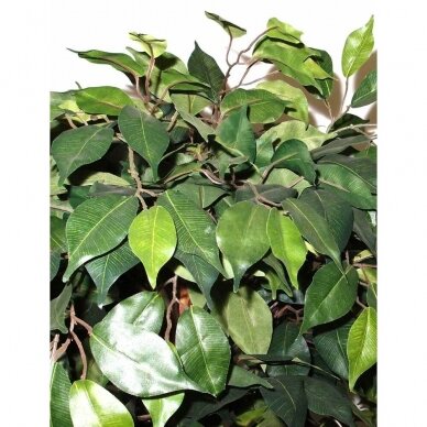 Sztuczna roślina Ficus PRAETEXTUS 150cm 1