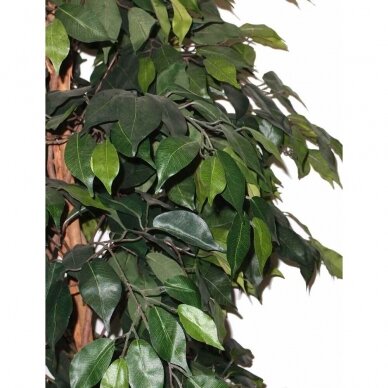 Kunstlik taim Ficus PLY 180cm 1