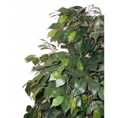 Kunstpflanze Ficus MEZZO 180cm 2