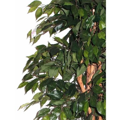 Sztuczna roślina Ficus MEZZO 180cm 1