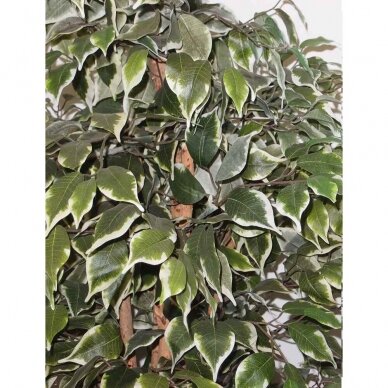 Sztuczna roślina Ficus FOGLIAME 180cm 1