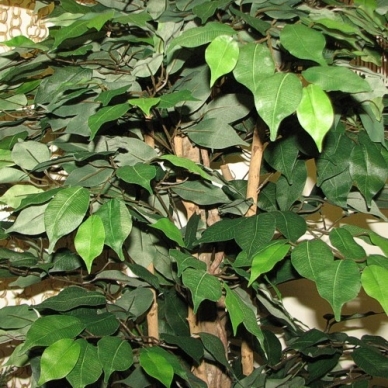 Kunstlik taim Ficus PLY 180cm 2
