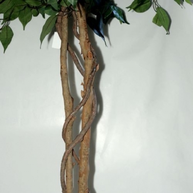 Dirbtinis augalas Fikusas PRAETEXTUS 150cm 3