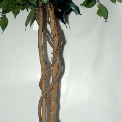 Artificial plant Ficus PRAETEXTUS 150cm 3