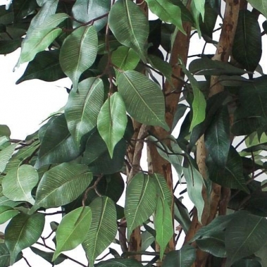 Sztuczna roślina Ficus PRAETEXTUS 150cm 4