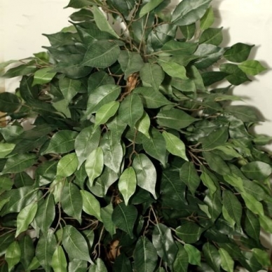 Kunstlik taim Ficus PRAETEXTUS 150cm 5