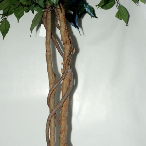 Dirbtinis augalas Fikusas PRAETEXTUS 150cm 3 Dirbtinis augalas Fikusas PRAETEXTUS 150cm 3