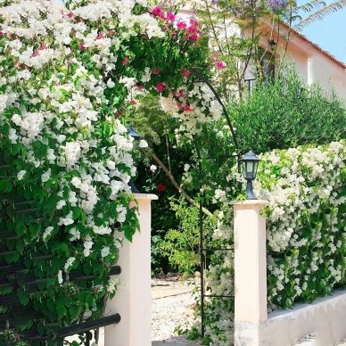 Flower arch - metal garden pergola Sonet 3